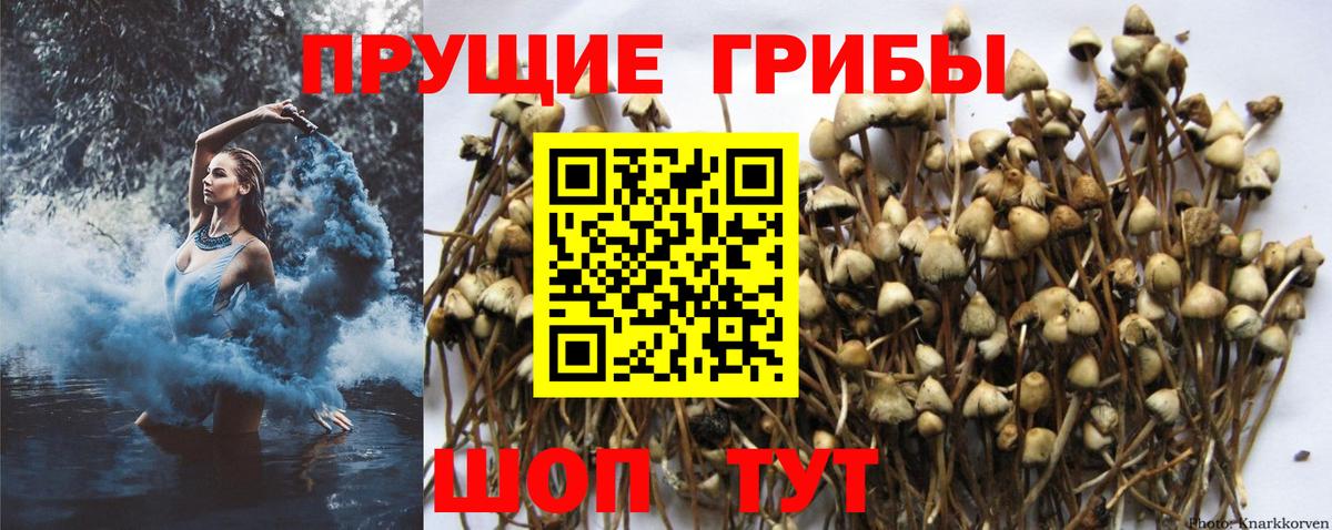 Галлюциногенные грибы Cubensis  Вход с VPN  Галлюциногенные грибы прущие грибы  Грозный 